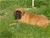 Foto - Triola cane corso